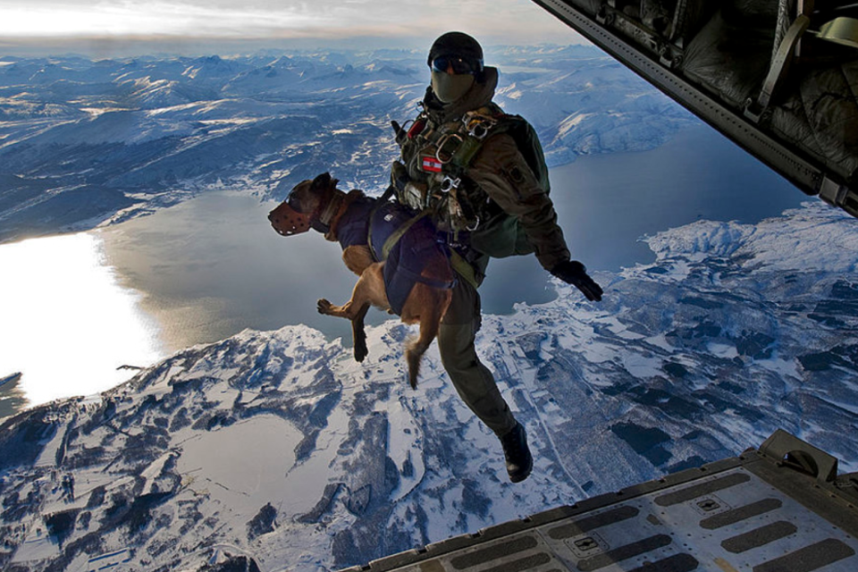 can dogs go skydiving